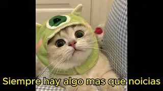 ¡gatitos pequeños disfrazados!