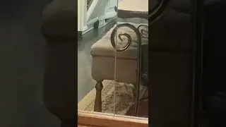 котенок смотрит мультики