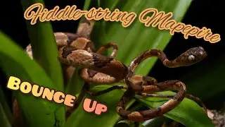 Bounce Up: Fiddle-string Mapepire (Imantodes cenchoa) #snakes #trinidadandtobago