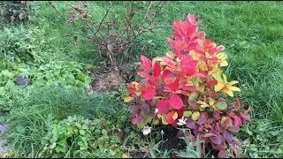 Осень, ну давай у листьев спросим❤️ Кот и собака❤️ Корги и мейн-кун гуляют