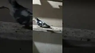Erzurum kumrusu pala recep