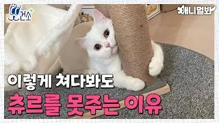 특히 고양이에게 잘 걸리는 '신부전' 미리 예방하자..★ㅣRenal Failure of Cats, Prevent It Early...★
