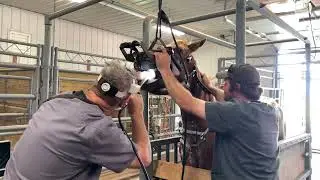 Dr. George Performing an Equine Dental Float