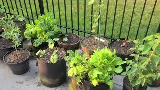 Growing your own fresh salad in your backyard