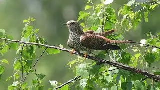 Кукушка. Елена Благинина