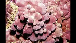 Coralline Algae (Lithothamne) Create Yourself Designer Frequency, Bone Health and More