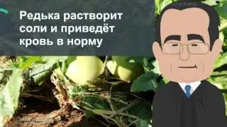 Редька растворит соли и приведёт кровь в норму