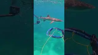 Spearfishing with Shark 