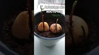 Авокадо 🥑 из косточки. Часть 2. #авокадоизкосточки #shorts