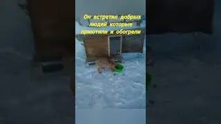 История спасения одного бездомного щенка #shorts #помощьживотным