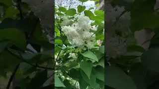 Бузок на подвір'ї.