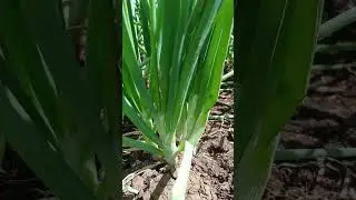 Bawang merah sampai panen