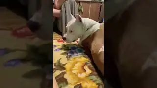 Собака явно недовольна 