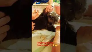Как сделать подкожный укол коту  🐱  в холку. #москва #укол #ветеринар #2024