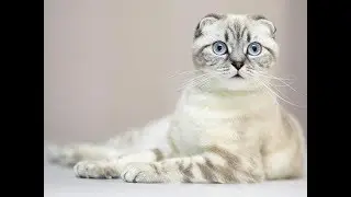 The Scottish Fold Cat | Scottish Fold Cat