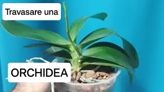 Come travasare la tua orchidea in due minuti
