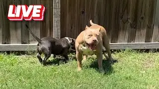 QBN Kennel Live From The Yard | Weather Is Changing