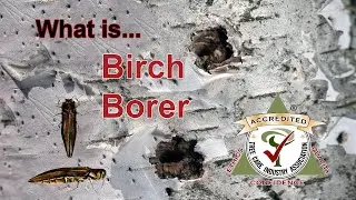 What is Birch Borer?