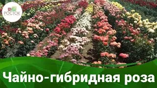 Чайно-гибридные розы в Питомнике Росток 🌹