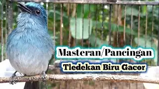 Masteran/Pancingan Sikatan Ninon • Tledekan Biru Gacor