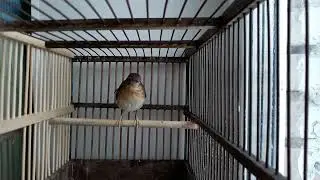 Синий соловей