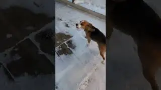 Лорд хулиганит#beagle#Lord#бигль#Лорд