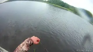 Июльский судачок