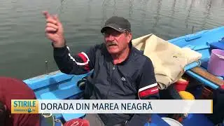 Dorada din Marea Neagră