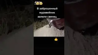 В заброшенный муравейник залили свинец)))