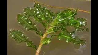 Водные растения14 Декоративные растения