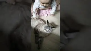 Это любовь 🐱💞 #котики #дети #животные