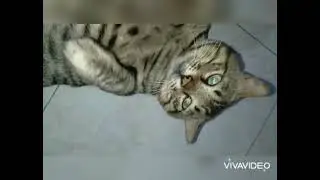 Life of a house tiger be like 😁😁🥰 ( summer music) #cat #cutecat