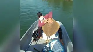 Ikan pari 12kg.melengkung joran