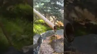 Японский сад парк Галицкого