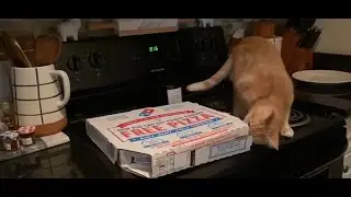 Funniest Cats and Dogs 😺 🐶 Funniest Animals 😂 102