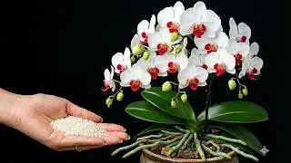 Just Kitchen Ingredients! Orchids Grow Faster Roots & Bloom Like Crazy