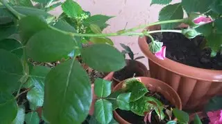 ROSES. WHY ARE THE LEAVES DRYING OUT?