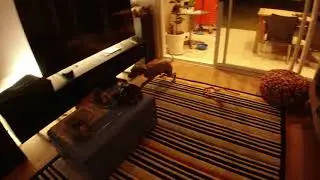 Winnie Zoomie