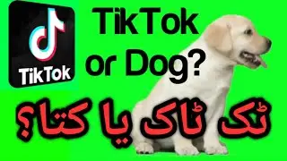 TikTok new Name | Dog or Tiktok | Tiktok ka niya naam Kutta