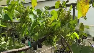 Grape plant growing in a tropic of Puerto Rico. Planta de uvas en el tropico.