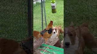 Update on my big bully rooster with the armored suit. #backyardhomestead #chickencoopdesigns #rock