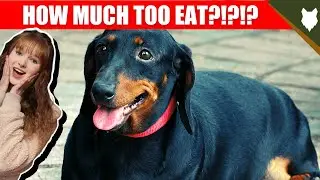 How Much Should I Feed My DACHSHUND