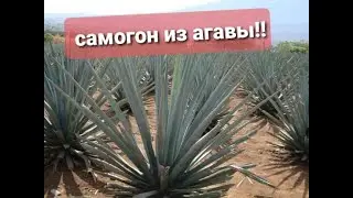 Текила или Мескаль!! Самый древний самогонный аппарат!!! Самогон из голубой агавы!!! Ч.2