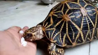 tortoise eating rice