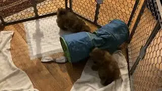 Shih Tzus’ first night home