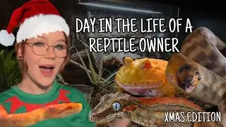 DAY IN THE LIFE OF A REPTILE OWNER - XMAS EDITION!