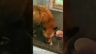 Ловушка с едой 
