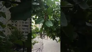 У київських дворах