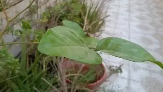 Huawei Y5 II - Camera Test - HD