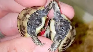 Separating Twin Tortoises with Dental Floss!